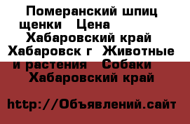 Померанский шпиц щенки › Цена ­ 15 000 - Хабаровский край, Хабаровск г. Животные и растения » Собаки   . Хабаровский край